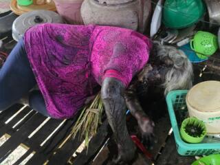 Kapolsek Tempe bersama personil Polsek Tempe mendatangi TKP penemuan mayat di lingkungan Bakke Alau Kel. Salomenraleng Kec. Tempe Kab. Wajo di mana telah di temukan Sosok mayat perempuan.